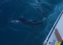 True Blue Sportfishing are Grenada sailfish experts - its what we love to do