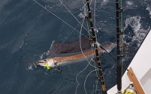 True Blue Sportfishing are Grenada sailfish experts - its what we love to do