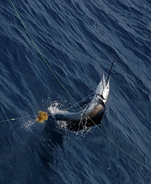 True Blue Sportfishing love to catch Grenada sailfish