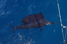 True Blue Sportfishing love to catch Grenada sailfish