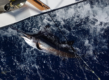 True Blue Sportfishing love to catch Grenada sailfish