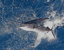 True Blue Sportfishing love to catch Grenada sailfish