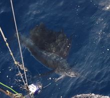 True Blue Sportfishing love to catch Grenada sailfish