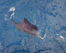 True Blue Sportfishing love to catch Grenada sailfish