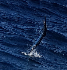 True Blue Sportfishing love to catch Grenada sailfish