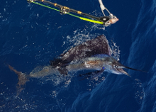 True Blue Sportfishing love to catch Grenada sailfish