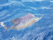 True Blue Sportfishing love to catch Grenada sailfish