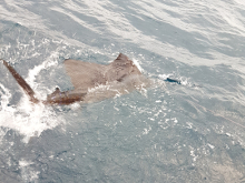 True Blue Sportfishing love to catch Grenada sailfish