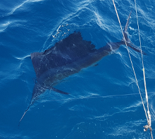 True Blue Sportfishing love to catch Grenada sailfish