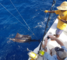 True Blue Sportfishing love to catch Grenada sailfish