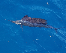 True Blue Sportfishing love to catch Grenada sailfish