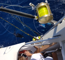 True Blue Sportfishing love to catch Grenada sailfish