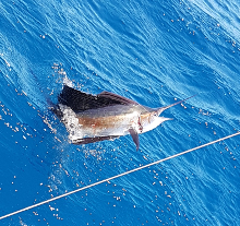 True Blue Sportfishing love to catch Grenada sailfish