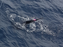 True Blue Sportfishing love to catch Grenada sailfish