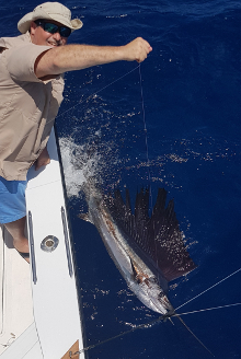 True Blue Sportfishing love to catch Grenada sailfish