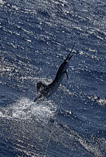 True Blue Sportfishing love to catch Grenada sailfish