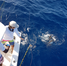 True Blue Sportfishing love to catch Grenada sailfish