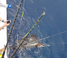 True Blue Sportfishing love to catch Grenada sailfish