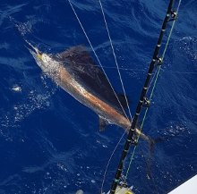 True Blue Sportfishing love to catch Grenada sailfish