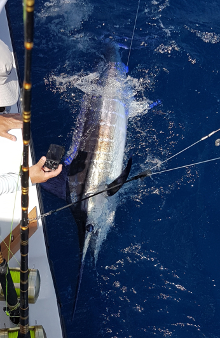 Awesome blue marlin caught in grenada on Yes Aye