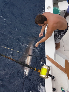 True Blue Sportfishing love to catch Grenada sailfish