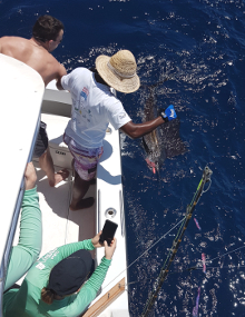 True Blue Sportfishing love to catch Grenada sailfish