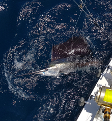 True Blue Sportfishing love to catch Grenada sailfish