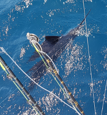 True Blue Sportfishing love to catch Grenada sailfish