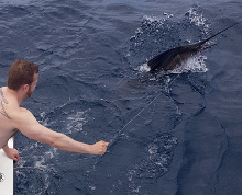 True Blue Sportfishing love to catch Grenada sailfish