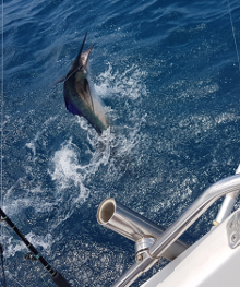 True Blue Sportfishing love to catch Grenada sailfish