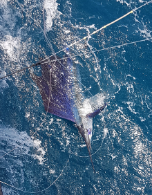 True Blue Sportfishing love to catch Grenada sailfish