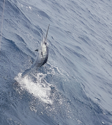 True Blue Sportfishing love to catch Grenada sailfish