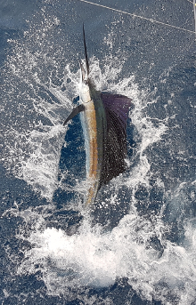 True Blue Sportfishing love to catch Grenada sailfish