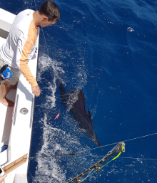 True Blue Sportfishing love to catch Grenada sailfish