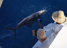 True Blue Sportfishing love to catch Grenada sailfish