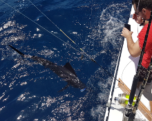 True Blue Sportfishing love to catch Grenada sailfish