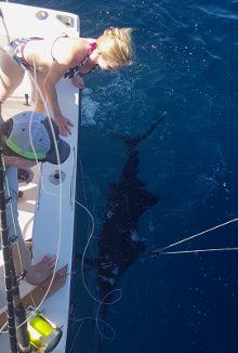 True Blue Sportfishing love to catch Grenada sailfish