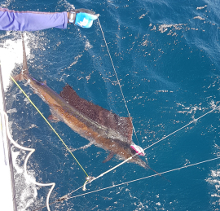 True Blue Sportfishing love to catch Grenada sailfish