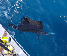 True Blue Sportfishing love to catch Grenada sailfish