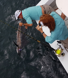 True Blue Sportfishing love to catch Grenada sailfish