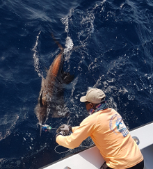 True Blue Sportfishing love to catch Grenada sailfish