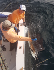 True Blue Sportfishing love to catch Grenada sailfish