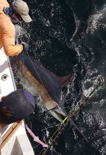 Awesome blue marlin caught in grenada on Yes Aye