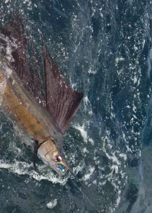 True Blue Sportfishing love to catch Grenada sailfish