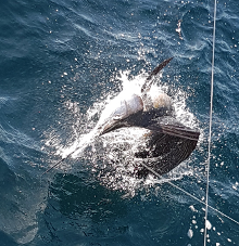 True Blue Sportfishing love to catch Grenada sailfish