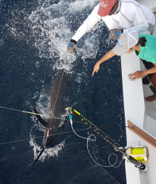 Grenada blue marlin caught on Yes Aye