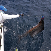 True Blue Sportfishing love to catch Grenada sailfish