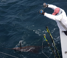 True Blue Sportfishing love to catch Grenada sailfish