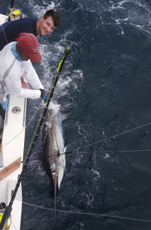 Awesome blue marlin caught in grenada on Yes Aye