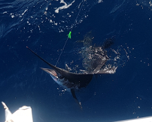 True Blue Sportfishing love to catch Grenada sailfish